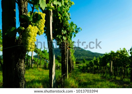white grapes, autumn vineyard 