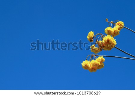 Yellow flowers from the tree with blue sky in sunny day, chiang mai, thailand.