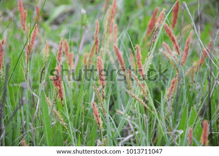 Beautiful Meadow grass flowers in red brown and green color