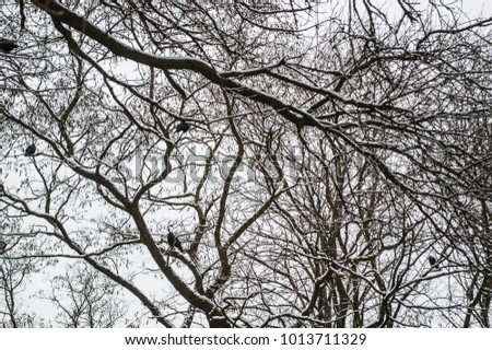 Winter tree silhouettes in the forest