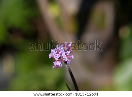Dainty small purple flower head of perennial verbena Verbena bonariensis on a cloudy afternoon in late spring attracts butterflies and bees to the tiny miniature florets.