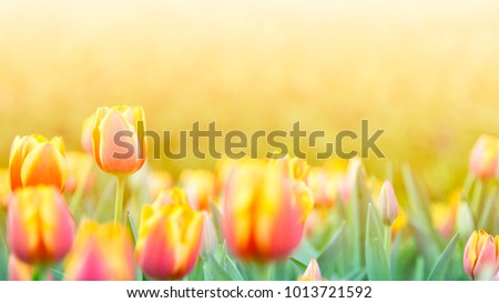 Tulip Flower in Garden. B,Nature background. Royalty-Free Stock Photo #1013721592
