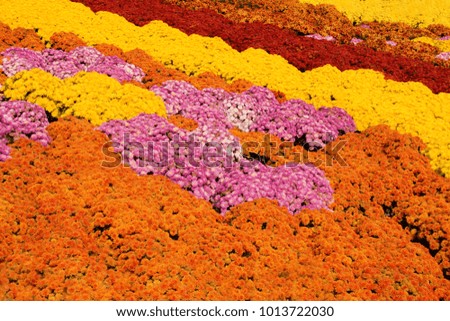 A background image of thousands of multi-colored mum flowers.