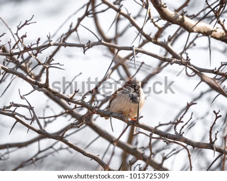 Close up animal photograph of a common brown and white English house sparrow sitting on a delicate tree branch with blurred bokeh background of the sky and branches beyond in winter in Chicago.