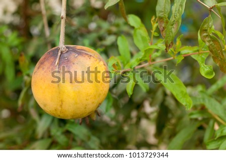 Raw pomegranate on tree in yellow color fruit before turn into red when ripe