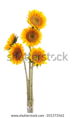beautiful sunflowers bouquet isolated on white background with copyspace