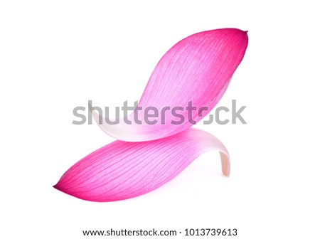 pink lotus petal isolated on white background