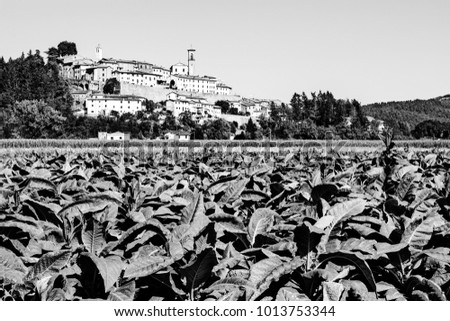 Tobbaco plantation on the background of the small city of Monterchi in eastern Tuscany. Italy is the most important tobacco producing country in Europe. Black and white picture