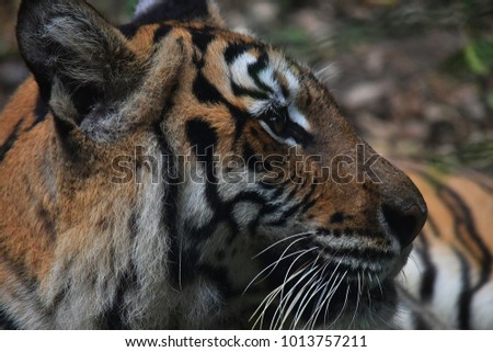 Close up picture of the tiger face, animal hunter of the forest.