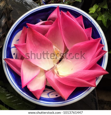 Top view close up of pink petal lotus in chiness bowl