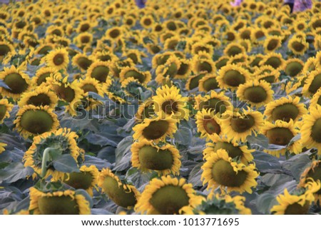 sunflower sky sunny yellow