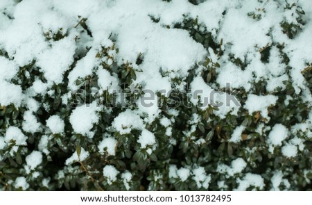 snowy cover green leaves  Japan