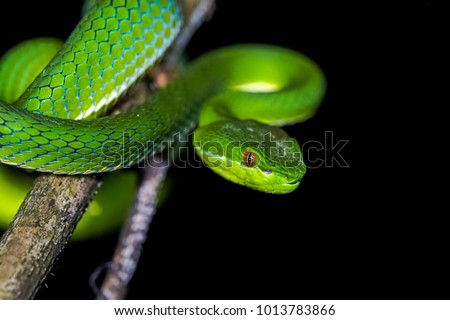 Trimeresurus steinegeri schmidt , Taiwan, Asia. green pit viper. 
Green bamboo wire.
Chinese Green Tree Viper. Royalty-Free Stock Photo #1013783866