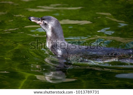 a little penguin swims in a lake