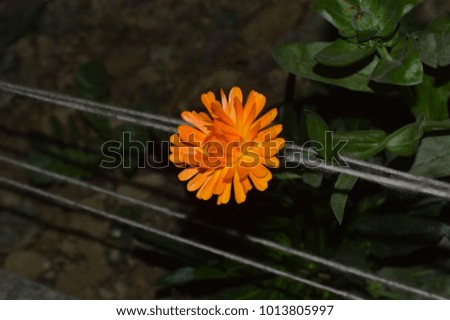 calendula orange and yellow flowers