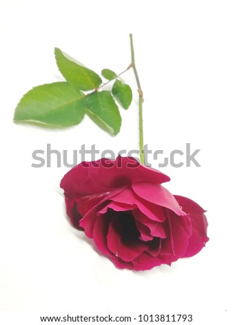 Red roses on a white background. Happy Valentine's Day