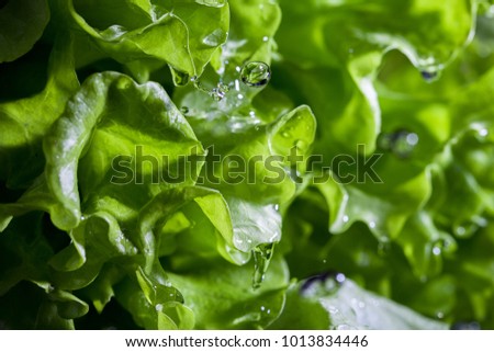 Lettuce salad and driiping water drops. Royalty-Free Stock Photo #1013834446