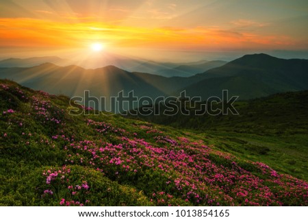  scenic image red spring flowers on slopes carpathian mountains, fabulous panorama morning dawn, discover yourself beautiful places