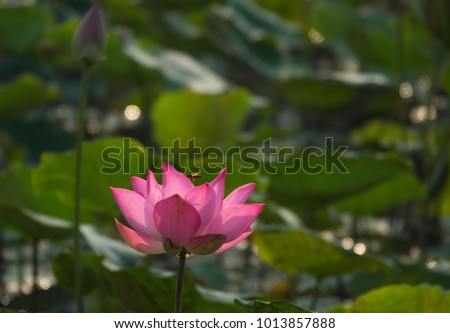 Royalty high quality free stock photo image of a lotus flower. The background is the lotus leaf and pink lotus flowers and lotus bud in a pond. Viet Nam. Peace scene in a countryside, Vietnam