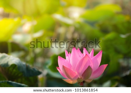 Royalty high quality free stock photo image of a lotus flower. The background is the lotus leaf and pink lotus flowers and lotus bud in a pond. Beautiful sunlight and sunshine in the morning