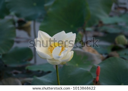 Royalty high quality free stock photo image of a white lotus flower. The background is the lotus leaf and white lotus flowers and lotus bud in a pond. Viet Nam. Peace scene in a countryside, Vietnam