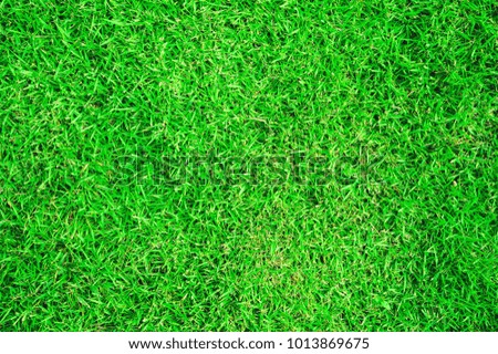 green grass texture, Green lawn for background
