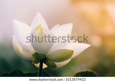 Royalty high quality free stock photo image of a white lotus flower. The background is the lotus leaf and white lotus flower and lotus bud in a pond. Beautiful sunlight and sunshine in the morning