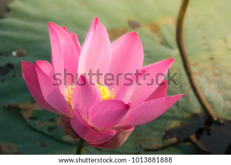 Royalty high quality free stock footage of a lotus flower. The background is the lotus leaf and pink lotus flowers and lotus bud in a pond. Viet Nam. Peace scene in a countryside, Vietnam