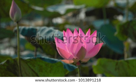 Royalty high quality free stock image of a pink lotus flower. The background is the lotus leaf and pink lotus flower and lotus bud in a pond. Viet Nam. Peace scene in a countryside, Vietnam