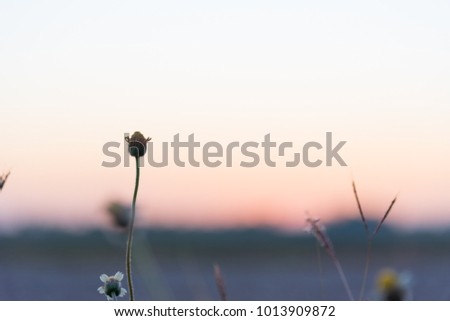background texture Empty spaces Cold weather sky Flowers grass for the evening Orange sky and warm sunshine

