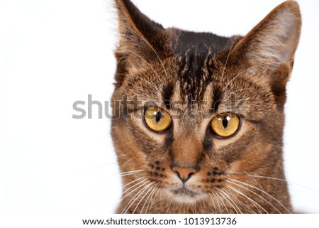 Cute wide-eyed part Abyssinian young male cat watching cautiously
