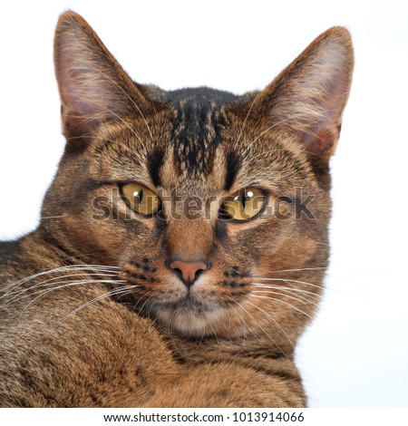 Stunning amber eyes of a part Abyssinian young male cat looking at the camera