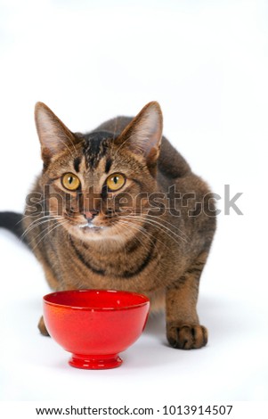 Cute playful wide-eyed part Abyssinian young male cat on a plain white background drinking milk looking guilty