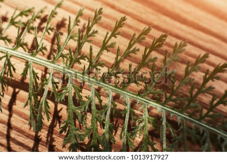 Fresh green leaf on textured wood. Background concept. Free space for your text