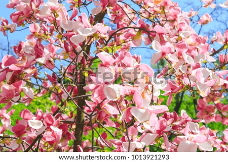 Blooming magnolia tree with pink flowers