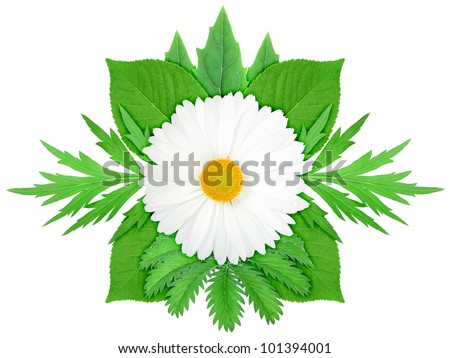 One white flower with green leaf. Nature ornament template for your design. Isolated on white background. Close-up. Studio photography.