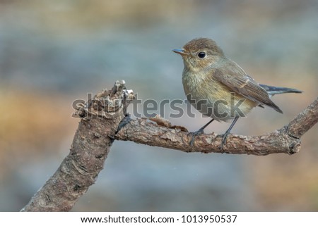 he red-breasted flycatcher is a small passerine bird in the Old World flycatcher family. It breeds in eastern Europe and across central Asia and is migratory, wintering in south Asia