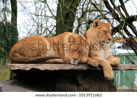 young lions resting together
