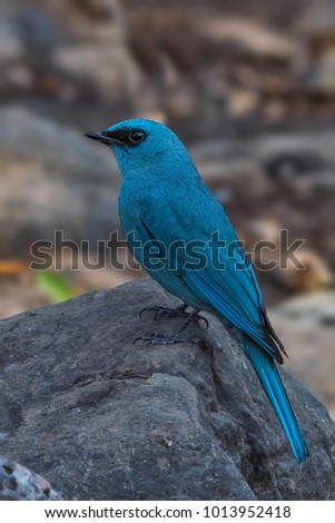 The verditer flycatcher is an Old World flycatcher It is found from the Himalayas through Southeast Asia to Sumatra.