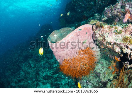 Wonderful and beautiful underwater world with coral reef landscape background in the deep blue ocean with colorful fish and marine life