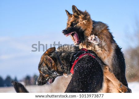 Agressive dogs. Dog attack. Dog fight. German shepherd in winter Royalty-Free Stock Photo #1013973877