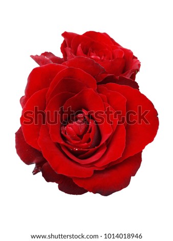 Red rose in isolated on white background