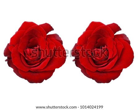 Red rose in isolated on white background