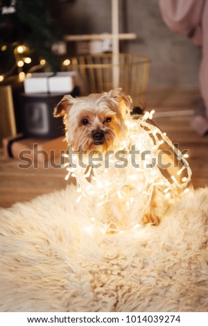 Yorkshire Terrier sitting in garland lights