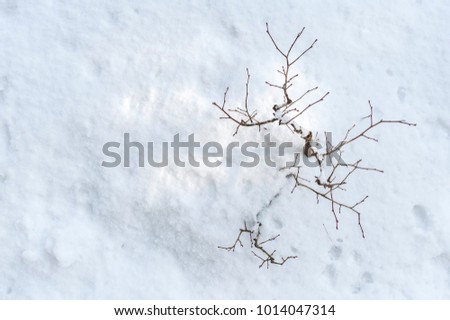Tree branches covered with thick snow under sunlight.