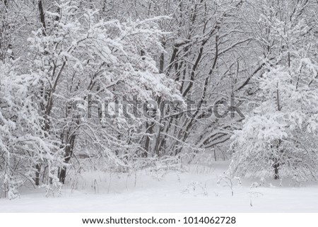 Beautiful snowy winter. Trees covered with snow in the Park