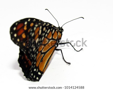 Butterfly isolate on white background