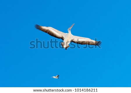 Floating pelican with wide open wings