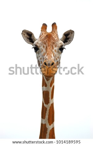 Cute giraffe close-up