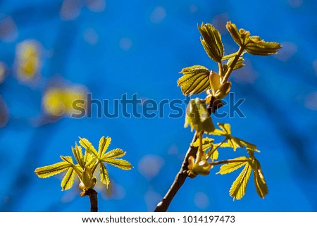 Branch of a chestnut tree with young leaves. Concept spring, youth, growth, life. Soft focus. Horizontal.